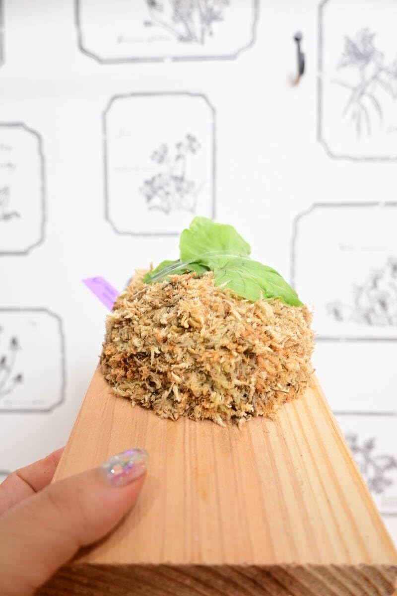 Amazon.co.jp: P.wandae dwarf TC①在庫僅か @bikamori.com